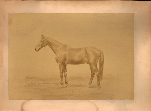 1882_pic_war_horse