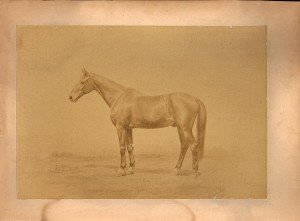 1882_pic_war_horse